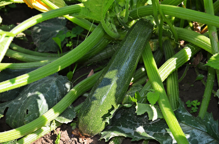 How to Preserve Zucchini - Mara Knows