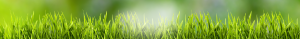 grass-header